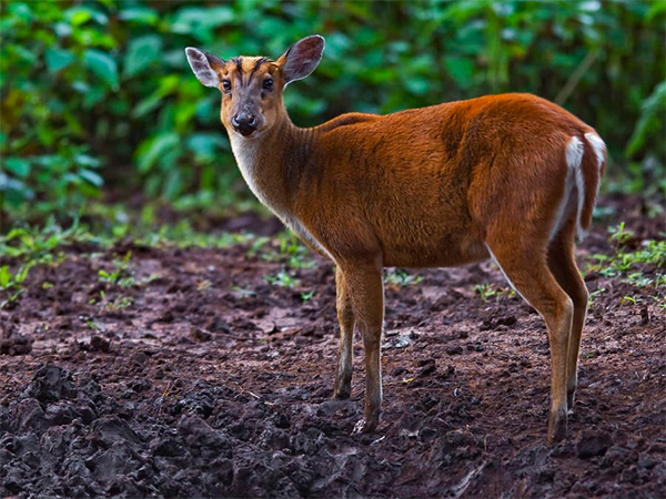 Luxury family hotels in kuno national park for Couples| Cheetah Safari in Madhya Pradesh