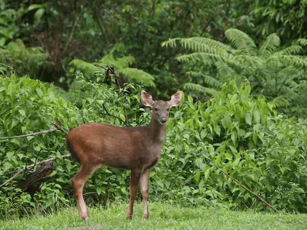 Luxury family hotels in kuno national park for Couples| Cheetah Safari in Madhya Pradesh