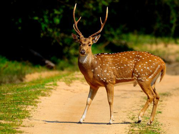 Luxury family hotels in kuno national park for Couples| Cheetah Safari in Madhya Pradesh