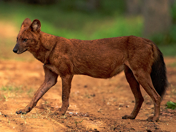 Luxury family hotels in kuno national park for Couples| Cheetah Safari in Madhya Pradesh